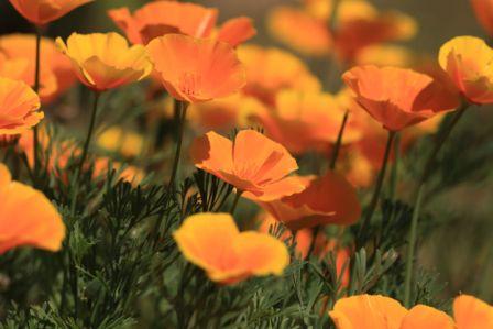 Poppy, California, Orange  Eschscholzia californica